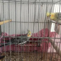 یک جفت عروس هلندی مولد|پرنده|زاهدان, |دیوار