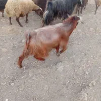 3راس چپش نر|حیوانات مزرعه|کنگاور, |دیوار