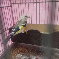 سهره سنندج قواره دار