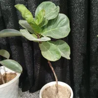 گل فروشی|گل و گیاه طبیعی|ایذه, |دیوار