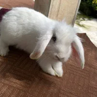 خرگوش لوپ|موش و خرگوش|خرم‌آباد (تنکابن), |دیوار