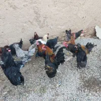 جوجه خروس زینتی
