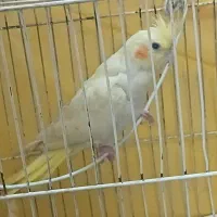 عروس هلندی یک جفت بالغ