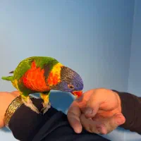 طوطی لوری کیت لری کیت|پرنده|چهاردانگه (تهران), |دیوار