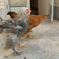 مرغ و خروس سلطان زینتی|حیوانات مزرعه|شیراز, پودنک|دیوار