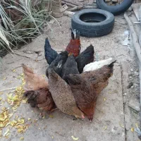 فروش مرغ عربی اصل