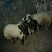 گوسفند چااق سفارشی همه نر باتخفیف|حیوانات مزرعه|اهواز, سلطانمنش|دیوار
