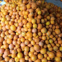 پرتقال شیرین