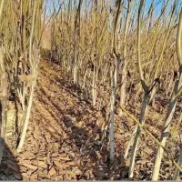 گردو سه ساله و چهار ساله