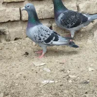 جفت نرو ماده آلمانی