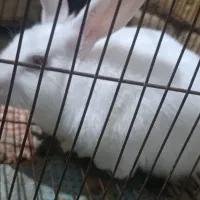 خرگوش