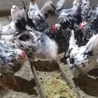 تخم مرغ گلین پنگوئن  نطفه دار|حیوانات مزرعه|قم, قلعه عموحسین|دیوار