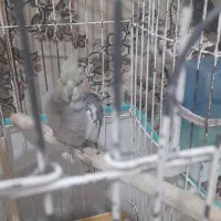 یک جفت عروس هلندی نر وماده جوان سالم وبازیگوش