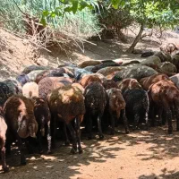 گوسفند زنده نژاد دار