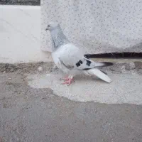 گمشده|حیوانات|برازجان, |دیوار