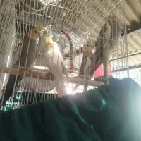 عروس هلندی