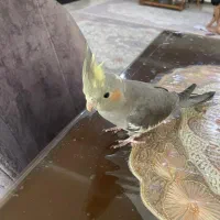 عروس هلندی گمشده