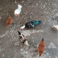 اردک اسراییلی|حیوانات مزرعه|طاهرگوراب, |دیوار