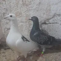 کبوتر دوبر