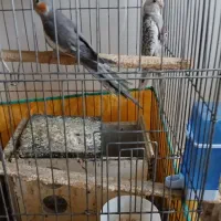 عروس هلندی کشیده و سرحال نژاد وایت فیس و سینامون|پرنده|آبادان, |دیوار