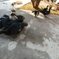 فروش فوری اوردک اسراعیلی