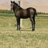 کره مادیان اصیل کرد