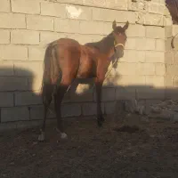 مادیون