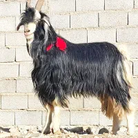 کهره چپش (شاخ انبری) شاخ جفت چپش|حیوانات مزرعه|شیراز, گچی|دیوار