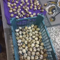 تخم بلدرچین نطفه دار و خوراکی هر تعداد ک بخواین