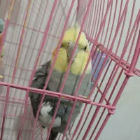 عروس هلندی|پرنده|زنجان, |دیوار