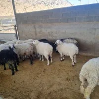 فروش بره نر