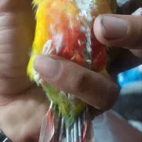 جوجه گرینچیک آناناسی دبل رد