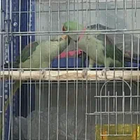 شاه طوطی مولد