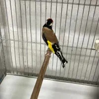 سره مستو ماده تاتی بده