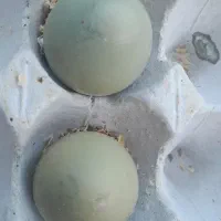 تخم نطفه دار پرنده زینتی