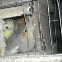 عروس هلندی