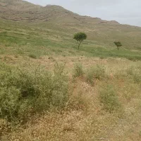 مقدار ۲۰۰ جریب گندم و ۳۰۰ جریب علف بهاره