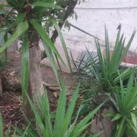 فروش گل یوکا|گل و گیاه طبیعی|زرگرشهر, |دیوار