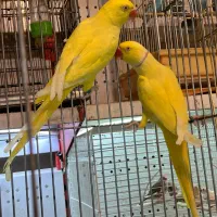 طوطی فرشی لوکس