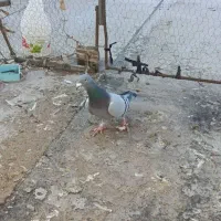 نر دوخط|پرنده|بروجرد, |دیوار