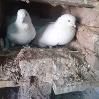 یک جفت دمدار