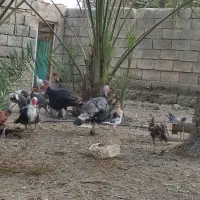 مرغ بوقلمون|حیوانات مزرعه|فاریاب, |دیوار