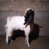 کره نر|حیوانات مزرعه|شهرضا, |دیوار