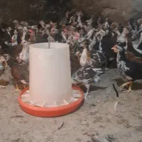 نیمچه گلین
