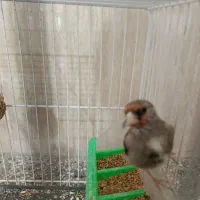 سهره نر مست|پرنده|شیروان (خراسان), |دیوار