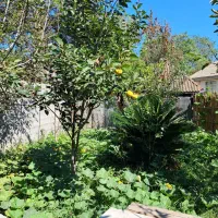 ویلا خانوادگی قاسمی ۲|اجارهٔ کوتاه‌مدت ویلا و باغ|کوچصفهان, |دیوار