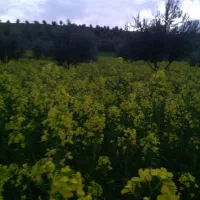 زمین کشاورزی روستای مرزبن قابل معاوضه آپارتمان|فروش دفتر صنعتی، کشاورزی، تجاری|گنبد کاووس, |دیوار