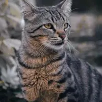 گربه خیابونی ۱