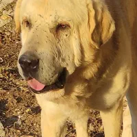 شرور خان چهارسال ونیمه از نسل قصاب