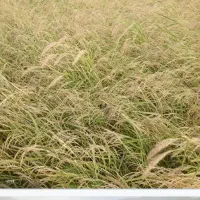 زمین کشاورزی